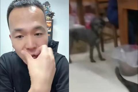 魔性面条人VS会说话的狗：无厘头逆天操作挑战赛