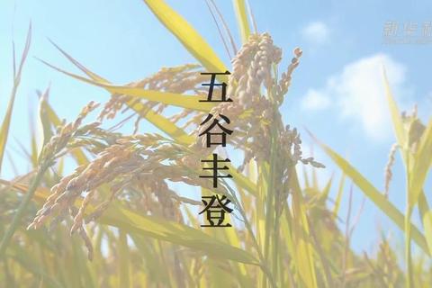 五谷丰登六畜兴旺传承千年农耕智慧解锁现代生态养殖丰收密码