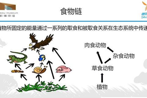 死亡时代全章节流程解析与生存资源高效收集技巧详解