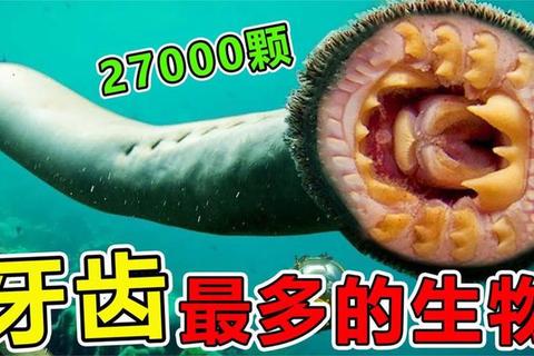 什么动物的牙齿最多？突破认知的齿科冠军竟是它