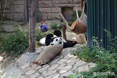 熊猫机萌趣大挑战:夺宝乐园狂欢盛典_开启幸运之旅 熊猫机萌趣大挑战:夺宝乐园狂欢盛典_开启幸运之旅