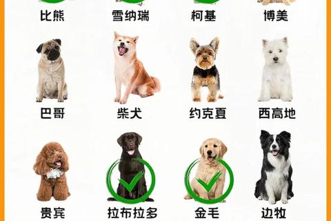 萌宠视频下载指南_超全狗狗合集资源免费获取技巧