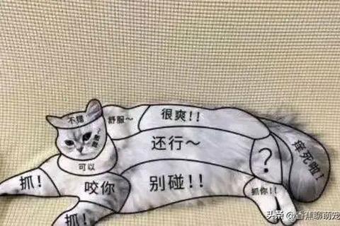 猫摸哪里舒服？避开禁区掌握正确位置让主子更享受