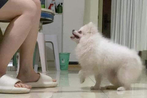 新手必看：如何教狗握手不再难？三招解决抗拒与不配合