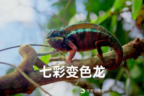 变色龙怎么玩规则复杂难上手三步教你轻松掌握技巧