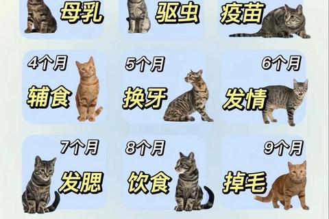 萌猫下载指南：海量猫咪资源一键获取与整理技巧