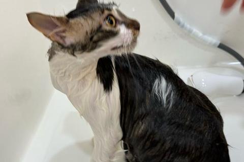 猫咪沐浴大作战：萌宠SPA清洁模拟趣味挑战