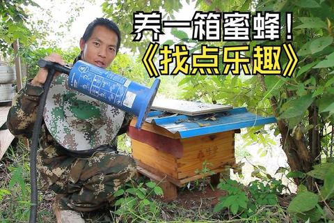 蜜蜂一箱多少钱？养蜂成本高难题解析与低价采购方案
