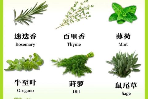 香草视频下载全攻略-高效方法与实用技巧分享