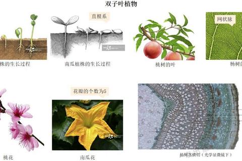 植物有哪些器官记不牢？六个记忆妙招轻松区分根茎叶花果