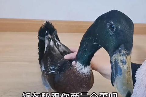 如何捉鸭子——破解成功率低难题的三大实用技巧与步骤解析