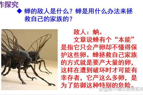 空蝉什么意思引困惑？揭秘其深层含义与生活应用场景