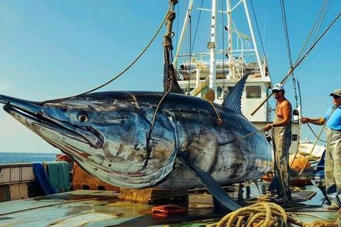 马林鱼多少钱一斤价格浮动引担忧一文掌握实时行情与省钱技巧