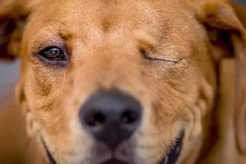 独眼