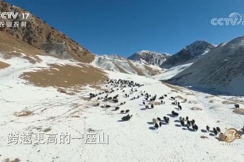 昆仑刷马点高效刷马路线与最佳时间选择技巧全解析