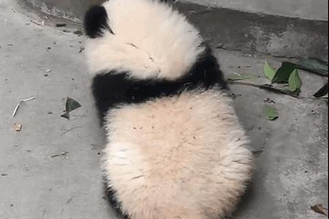 熊猫尾巴什么颜色？常见误解引困惑，正确科普解答在此
