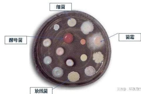 微菌世界：细菌培养进化与菌落生存挑战