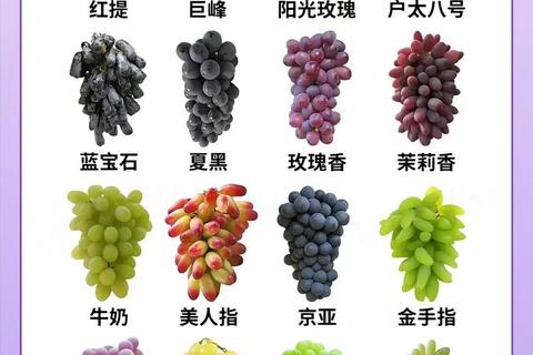 水果下载_新鲜资源一网打尽_品种图鉴与实用指南