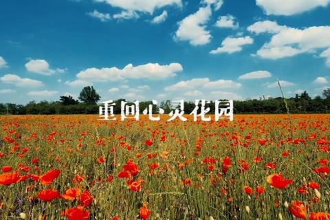 心灵花园:指尖绽放的治愈系园艺之旅 心灵花园:指尖绽放的治愈系园艺之旅