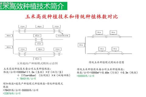 种子高效栽培技巧大全：从选种到收获的全流程实战指南