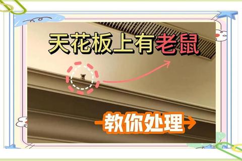 大老鼠逃离木笼必看高效技巧与详细步骤全攻略