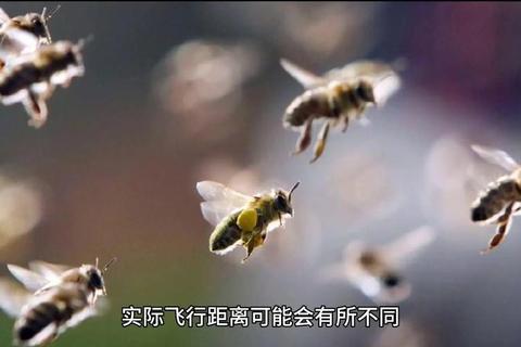 蜜蜂游戏新手必看攻略大全十项必备技巧助你快速通关进阶