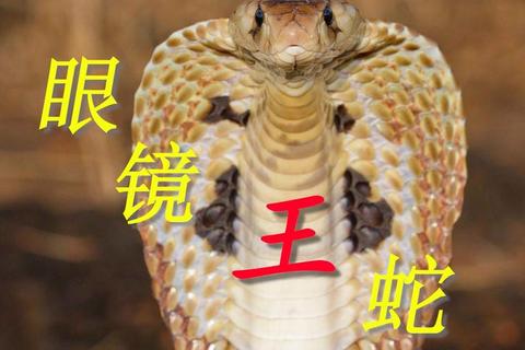 致命毒牙觉醒：眼镜蛇崛起高清资源下载全攻略