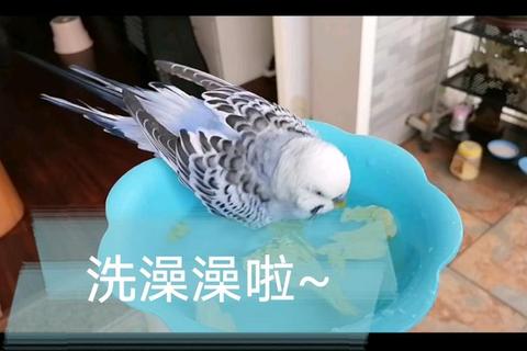 虎皮鹦鹉多久洗一次澡才健康科学清洁频率与正确方法指南