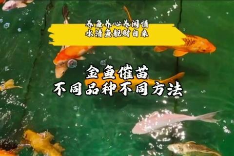 捞金鱼必学技巧10个高效方法助你轻松捕获满盆金鱼
