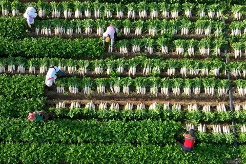 拔萝卜机器多少钱？解决人工采收慢难题，高效省力省钱新方案
