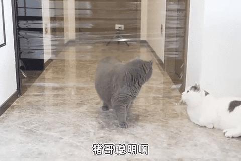 灵动喵星跨栏竞速赛-萌宠障碍飞跃大挑战