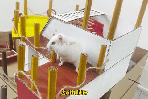 仓鼠萌宠大作战:趣味收集与迷宫挑战之旅 仓鼠萌宠大作战:趣味收集与迷宫挑战之旅