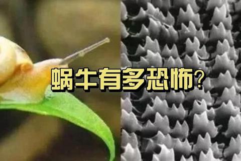 什么动物的牙齿最多？突破认知的齿科冠军竟是它