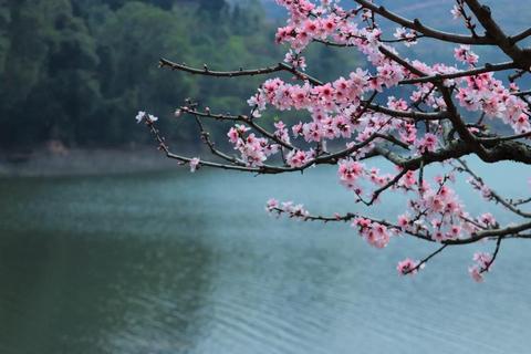 桃花下载全攻略:春日主题资源获取与美化教程