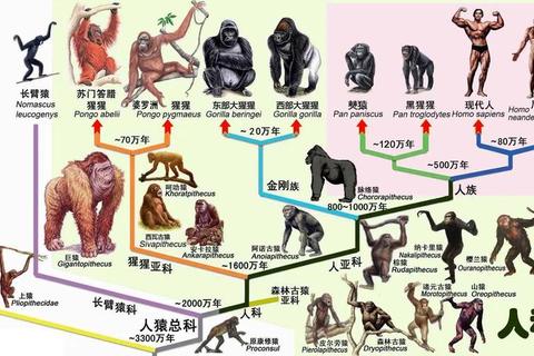 人猿时代是多久？揭秘人类进化关键期的时间谜题与科学解答