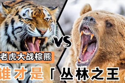 丛林虎王争霸赛：趣味小游戏挑战极限反应力