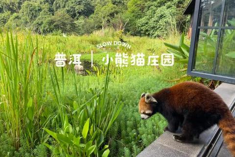 小熊猫大冒险:森林探险与趣味挑战之旅 小熊猫大冒险:森林探险与趣味挑战之旅