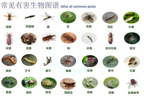 夏季的虫子有哪些困扰生活 五类常见虫害及科学防治方案解析