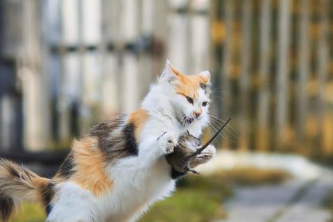 猫为什么怕老鼠背后真相揭秘与科学应对方法解析
