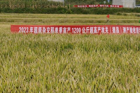 超级水稻模拟经营挑战：科技种田创高产传奇