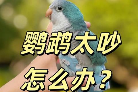 会说话的鹦鹉_智慧伙伴趣味互动与语音挑战