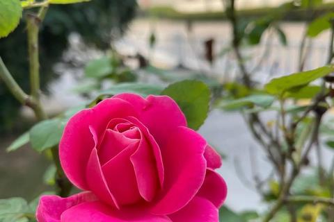 花千