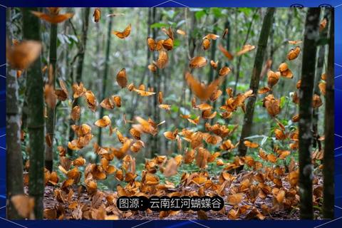 蝴蝶怎么样才能摆脱生存危机？栖息地保护与生态教育是关键