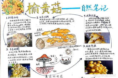 蘑菇种植全流程解析从选种到丰收的实用技巧与常见问题解答