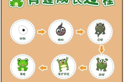 青蛙多久可以收周期长难规划？三招助你缩短时间高效收获