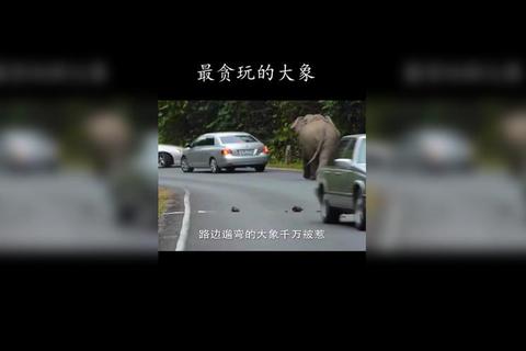 救援贪玩的大象必看十大实战技巧与通关步骤全解析