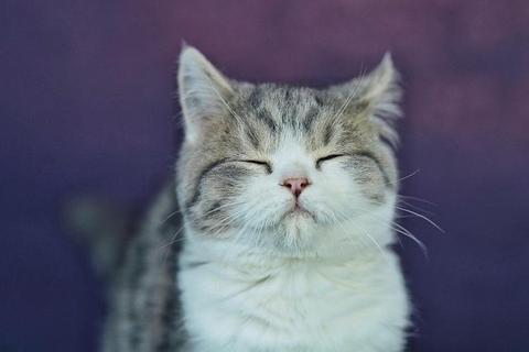 萌猫下载中心_猫咪图片视频资源与工具一站式获取
