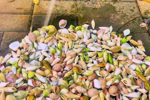 海南陵水赶海捡贝壳全攻略：退潮时段+卵石海岸技巧，新手轻松收获稀有海螺