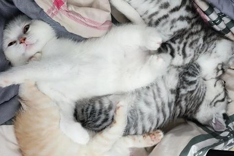萌宠成长日记:小猫饲养员的治愈系日常挑战 萌宠成长日记:小猫饲养员的治愈系日常挑战