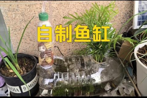 旧物焕新鱼缸制作全攻略：零基础DIY步骤与材料收集技巧